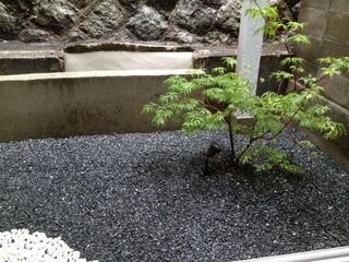庭のハウチワカエデ.jpg