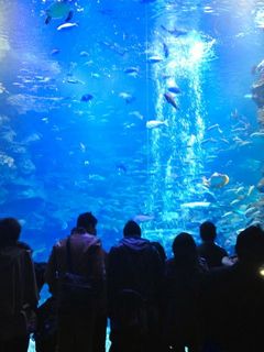 京都水族館大水槽.jpg
